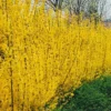 Forsythia Intermedia 'Lynwood' - Chinees Klokje 50-60 Cm In Pot