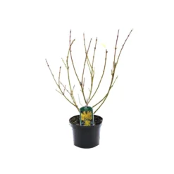 Forsythia Intermedia 'Lynwood' - Chinees Klokje 50-60 Cm In Pot -Exporteren Buiten Groen Winkel 1200x1200 626