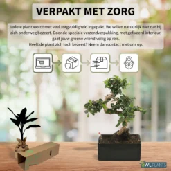WL Plants - Bonsai Carmona - Bonsai Boompje - Kamerplanten - Unieke Kamerplant - ± 35cm Hoog - 22cm Diameter - In Keramieke Zwarte Pot -Exporteren Buiten Groen Winkel 1200x1200 63