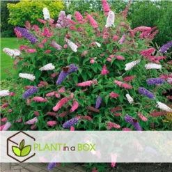 Plant In A Box - Mix Van 3 Vlinderstruiken - Buddleja Davidii 'Nanho Blue', 'Pink Delight', 'White Profusion' - Pot 9cm - Hoogte 25-40cm -Exporteren Buiten Groen Winkel 1200x1200 631