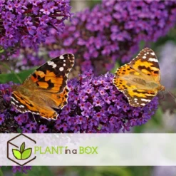 Plant In A Box - Mix Van 3 Vlinderstruiken - Buddleja Davidii 'Nanho Blue', 'Pink Delight', 'White Profusion' - Pot 9cm - Hoogte 25-40cm -Exporteren Buiten Groen Winkel 1200x1200 635