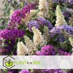 Plant In A Box - Mix Van 3 Vlinderstruiken - Buddleja Davidii 'Nanho Blue', 'Pink Delight', 'White Profusion' - Pot 9cm - Hoogte 25-40cm -Exporteren Buiten Groen Winkel 1200x1200 636