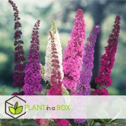 Plant In A Box - Mix Van 3 Vlinderstruiken - Buddleja Davidii 'Nanho Blue', 'Pink Delight', 'White Profusion' - Pot 9cm - Hoogte 25-40cm -Exporteren Buiten Groen Winkel 1200x1200 637
