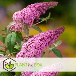 Plant In A Box - Mix Van 3 Vlinderstruiken - Buddleja Davidii 'Nanho Blue', 'Pink Delight', 'White Profusion' - Pot 9cm - Hoogte 25-40cm -Exporteren Buiten Groen Winkel 1200x1200 638
