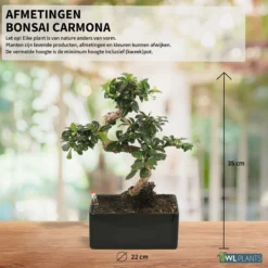 WL Plants - Bonsai Carmona - Bonsai Boompje - Kamerplanten - Unieke Kamerplant - ± 35cm Hoog - 22cm Diameter - In Keramieke Zwarte Pot -Exporteren Buiten Groen Winkel 1200x1200 64