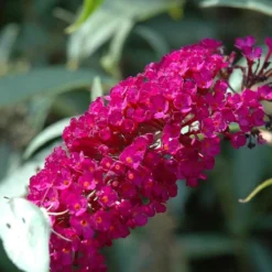 Exporteren Buiten Groen Winkel -Exporteren Buiten Groen Winkel 1200x1200 640