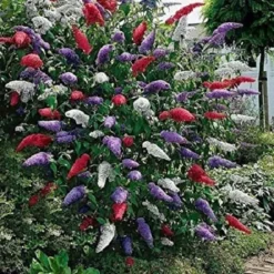 3 X Vlinderstruik Buddleja: Davidii 'Royal Red'/'White Profusion'/'Empire Blue' - Rood/Wit/Blauw, Meerjarig En Winterhard - Set Van 3 Vlinderstruiken / Vlinderplant | 3 X 1.5 Liter Potten - Aantrekkelijk Voor De Vlinder -Exporteren Buiten Groen Winkel 1200x1200 643