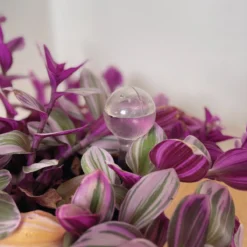 Merkloos JADI - Druppelsysteem - Waterdruppelaar Voor Uw Planten - Set Van 6 Stuks - 3 Grote & 3 Kleine - Transparante Waterbollen -Exporteren Buiten Groen Winkel 1200x1200 657