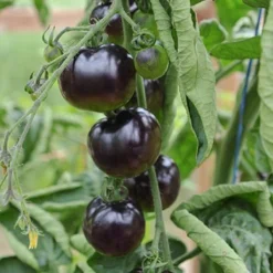Tomaat Black Cherry - Een Excellente, Sappige Variëteit Met Een Zoete Smaak. -Exporteren Buiten Groen Winkel 1200x1200 7