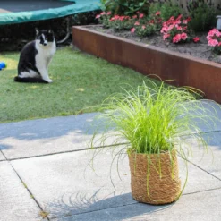 Merkloos ZynesFlora - Cyperus - Kattengras - Ø 12 Cm - Hoogte: 25-30 Cm - Kamerplant -Exporteren Buiten Groen Winkel 1200x1200 77