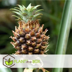 Plant In A Box - Ananasplant Mi Amigo - Kamerplant - Pot 12cm - Hoogte 35-45cm -Exporteren Buiten Groen Winkel 1200x1200 80