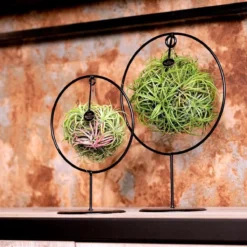 Deco Frame Rond Met Tillandsia Airplant Bol (S) -Exporteren Buiten Groen Winkel 1200x1200 99