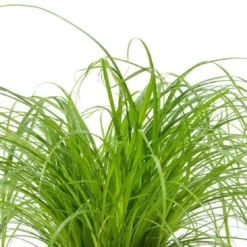 Merkloos ZynesFlora - Cyperus - Kattengras - Ø 12 Cm - Hoogte: 25-30 Cm - Kamerplant -Exporteren Buiten Groen Winkel 1200x558 1