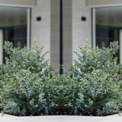 Eucalyptus Gunnii - Gomboom - Heester - Groenblijvend - ⌀17 Cm - 40-50 Cm -Exporteren Buiten Groen Winkel 1200x605