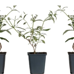 WL Plants - Mix Van 3 - Buddleja Davidii - 'Pink Delight' - 'Nanho Blue' - 'White Profusion' - Roze, Wit En Blauw - Vlinderstruik - Winterhard - Tuinplanten - ± 25cm Hoog - 9cm Diameter - In Kweekpot -Exporteren Buiten Groen Winkel 1200x651