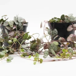 Ikhebeencactus Ceropegia Woodii String Of Hearts Chinees Lantaarn Hangplant 2 Stuks 8cm Pot