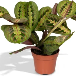 Maranta Fascinator - Pijlwortel - 20cm