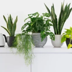 Sansevieria XL 'Zeylanica' Per Stuk | Vrouwentong - Kamerplant In Kwekerspot ⌀17 Cm - ↕65 Cm -Exporteren Buiten Groen Winkel 1200x702