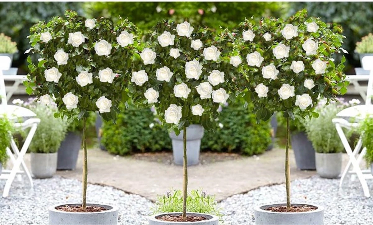 Stamrozen 3x XXL - Buitenplant - Grootbloemig - OH2 - Winterhard - Heerlijke Geur - Wit- Stamrozen 120-140 Cm 3 Stamrozen 3x XXL - Buitenplant - Grootbloemig - OH2 - Winterhard - Heerlijke Geur - Wit- Stamrozen 120-140 Cm - Afbeelding 3