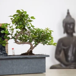 ZynesFlora - Bonsai Met Waterval - Ø 27 Cm - Hoogte: 25-30 Cm - Kamerplant In Pot -Exporteren Buiten Groen Winkel 1200x731