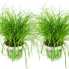 Merkloos ZynesFlora - Cyperus - Kattengras - 2 Stuks - Ø 12 Cm - Hoogte: 25-30 Cm - Kamerplant