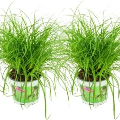 Merkloos ZynesFlora - Cyperus - Kattengras - 2 Stuks - Ø 12 Cm - Hoogte: 25-30 Cm - Kamerplant