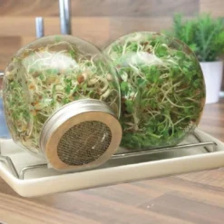 Buzzy Kiem Pot Duo Met Schaal (Bio) -Exporteren Buiten Groen Winkel 1200x799 1