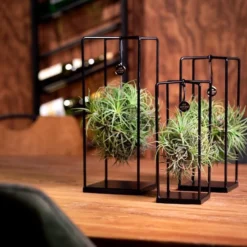 Deco Frame Met Airplant Tillandsia(S) -Exporteren Buiten Groen Winkel 1200x799 4