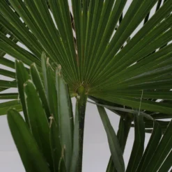 Winterharde Plamboom - Trachycarpus Fortunei 130cm -Exporteren Buiten Groen Winkel 1200x799 8