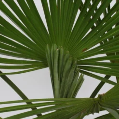 Winterharde Palmboom - Trachycarpus Fortunei 100cm -Exporteren Buiten Groen Winkel 1200x799 9
