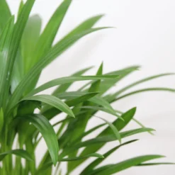 Areca In Siermand Amber Wit – Luchtzuiverende Kamerplant – Eenvoudig Te Onderhouden Goudpalm - ↕35-50cm - Ø13 – Geleverd Met Plantenpot – Vers Uit De Kwekerij -Exporteren Buiten Groen Winkel 1200x800 10