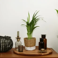 Areca In Siermand Amber Wit – Luchtzuiverende Kamerplant – Eenvoudig Te Onderhouden Goudpalm - ↕35-50cm - Ø13 – Geleverd Met Plantenpot – Vers Uit De Kwekerij -Exporteren Buiten Groen Winkel 1200x800 11