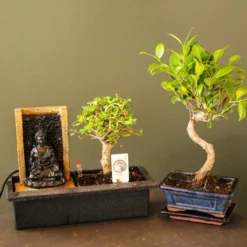 ZynesFlora - Bonsai Met Waterval - Ø 27 Cm - Hoogte: 25-30 Cm - Kamerplant In Pot -Exporteren Buiten Groen Winkel 1200x800 12