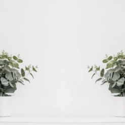 Eucalyptus Gunnii - Gomboom - Heester - Groenblijvend - ⌀17 Cm - 40-50 Cm -Exporteren Buiten Groen Winkel 1200x800 18