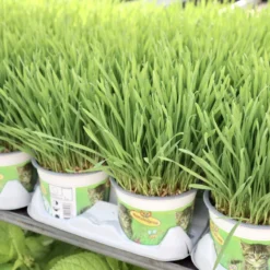 Kattengras - Gerst - Huisdier - Diervriendelijke Kamerplant - Triticum Aestivum - Potmaat Ø12cm - 2 Stuks -Exporteren Buiten Groen Winkel 1200x800 8