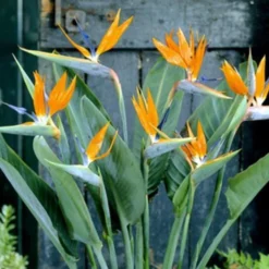 Exotische Paradijsvogelplant – Voor Binnen En Buiten – Set Van 2 -Exporteren Buiten Groen Winkel 1200x813 2