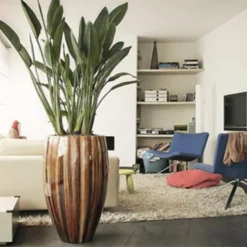 Exotische Paradijsvogelplant – Voor Binnen En Buiten – Set Van 2 -Exporteren Buiten Groen Winkel 1200x813 3