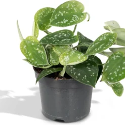 Scindapsus Pictus - Epipremnum - 15cm