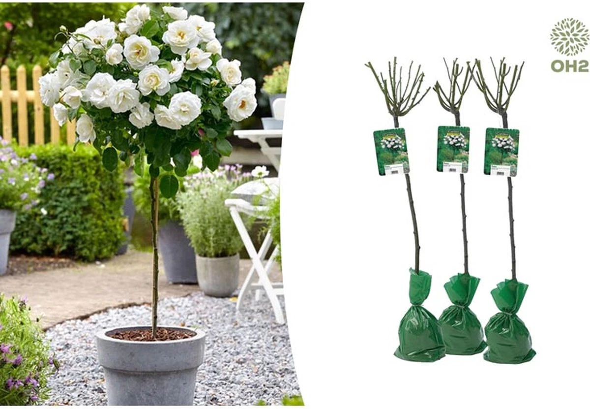 Stamrozen 3x XXL - Buitenplant - Grootbloemig - OH2 - Winterhard - Heerlijke Geur - Wit- Stamrozen 120-140 Cm 1 Stamrozen 3x XXL - Buitenplant - Grootbloemig - OH2 - Winterhard - Heerlijke Geur - Wit- Stamrozen 120-140 Cm