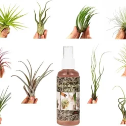 Tillandsia Luchtplantjes Mix Medium - Airplants - 10 Stuks + Tillandsia Spray