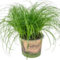Cyperus Alternifolius 'Zumula' - Kattengras - Kamerplant - Huisdiervriendelijk - ⌀12 Cm - 20-25 Cm