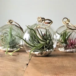 Tillandsia Luchtplantjes Mix Medium - Airplants - 10 Stuks + Tillandsia Spray -Exporteren Buiten Groen Winkel 1200x899 1