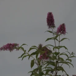 Buddleja 'Pink Delight' Vlinderstruik - 60 Cm - 2 Liter Pot -Exporteren Buiten Groen Winkel 1200x899 11