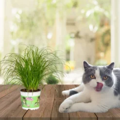 Merkloos ZynesFlora - Cyperus - Kattengras - Ø 12 Cm - Hoogte: 25-30 Cm - Kamerplant -Exporteren Buiten Groen Winkel 1200x899 2