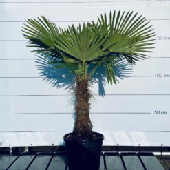 Sunnytree - Palmboom - Trachycarpus Fortunei - Winterharde Palmboom Voor Buiten - Hoogte: 160 Cm -Exporteren Buiten Groen Winkel 1200x899 5