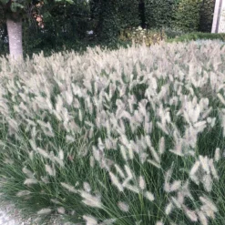 6x Pennisetum Hameln Lampenpoetsersgras In 9x9cm Pot