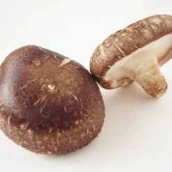 ToshiFarm Broed Voor Shiitake - 50 Gram - Zelf Shiitake Kweken - Broed Voor Shiitake Kweekset - Paddenstoel Sporen -Exporteren Buiten Groen Winkel 1200x900 1