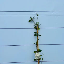 Toscaanse Jasmijn - Klimplant - Buitenplant - Winterhard - Trachelospermum Jasminoides 160 Cm -Exporteren Buiten Groen Winkel 1200x900 10