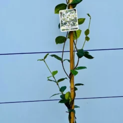 Toscaanse Jasmijn - Klimplant - Buitenplant - Winterhard - Trachelospermum Jasminoides 160 Cm -Exporteren Buiten Groen Winkel 1200x900 11