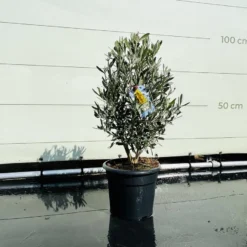 Tropictrees - Olijfboom - Olea Europea - Olijfstruik - Winterhard - Pot ⌀ 20cm - Hoogte 70-80cm -Exporteren Buiten Groen Winkel 1200x900 13